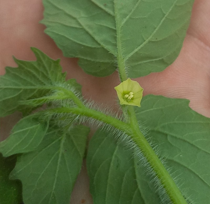 Physalis ampla photo 5