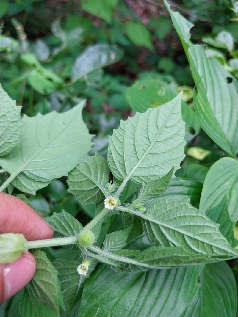 Physalis ampla photo 6