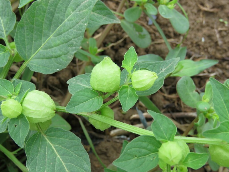 Physalis ampla photo 7