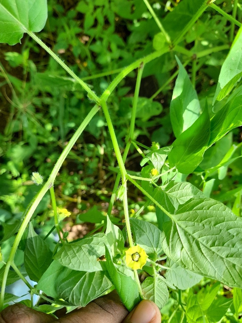 Physalis ampla photo 8