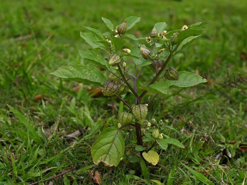 Cutleaf Groundcherry photo 3