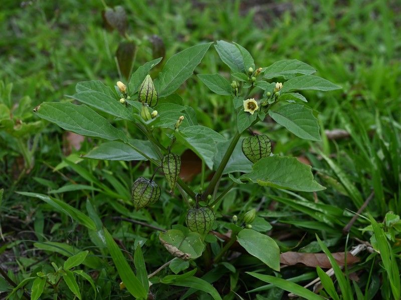 Cutleaf Groundcherry photo 4