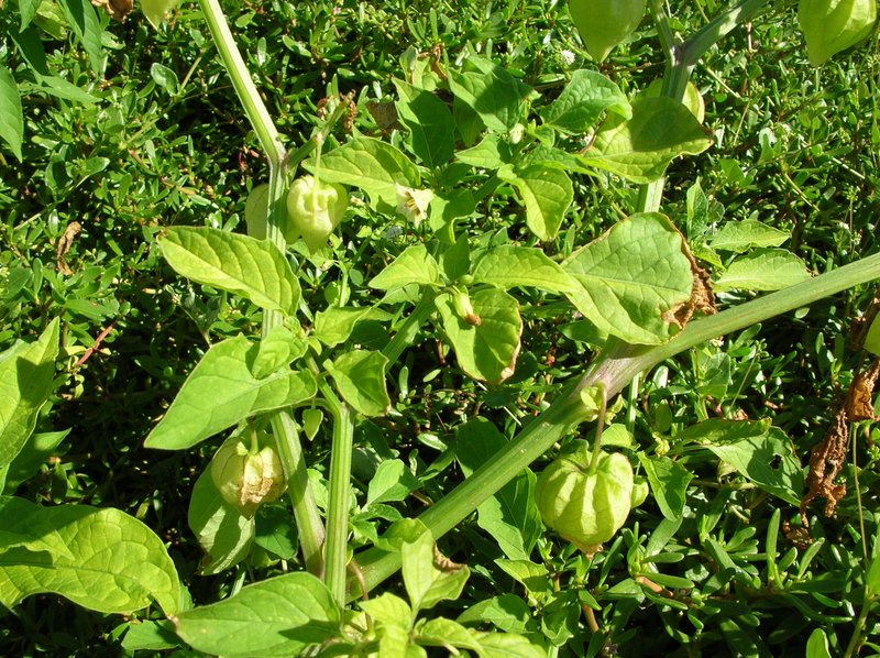 Cutleaf Groundcherry