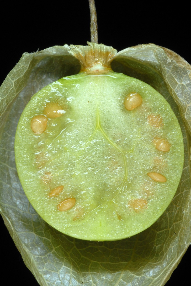 Cutleaf Groundcherry photo 3
