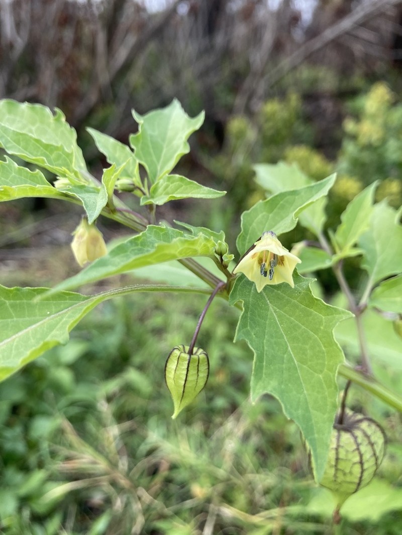 Cutleaf Groundcherry photo 5
