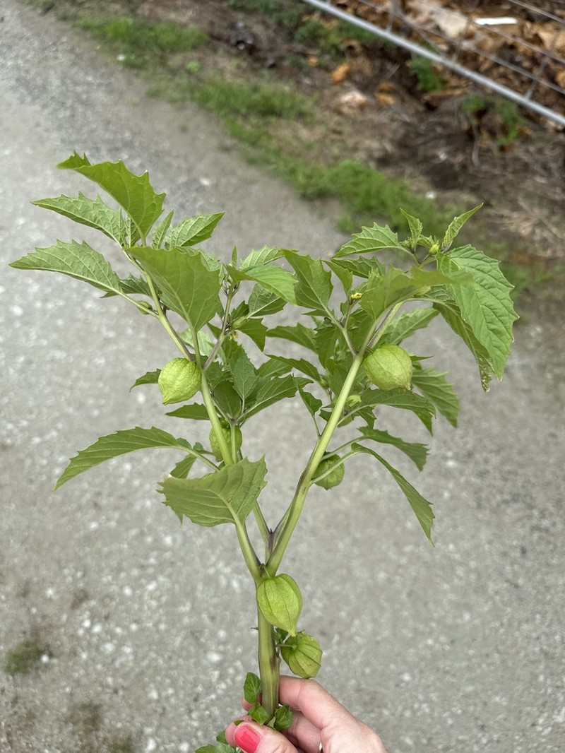 Cutleaf Groundcherry photo 6