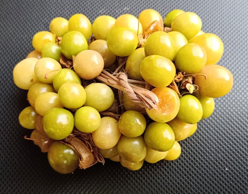 Pygmy Groundcherry photo 2