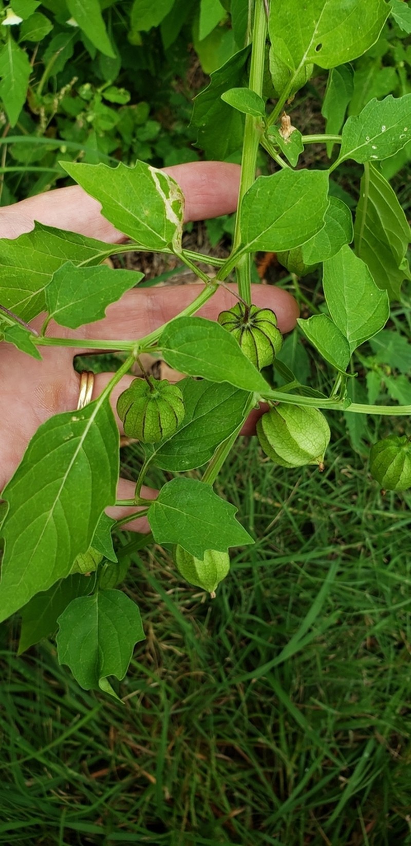 Pygmy Groundcherry photo 4
