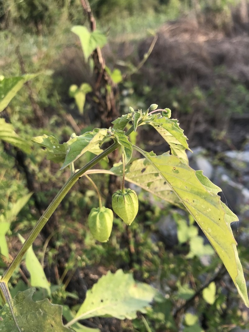 Pygmy Groundcherry photo 7