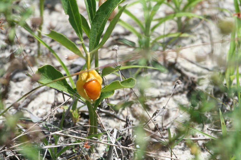 Coastal Groundcherry photo 2