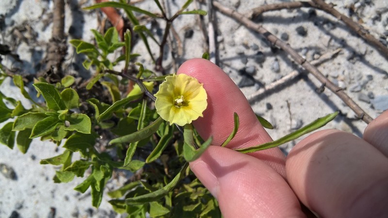 Coastal Groundcherry photo 3
