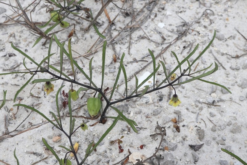Coastal Groundcherry photo 4