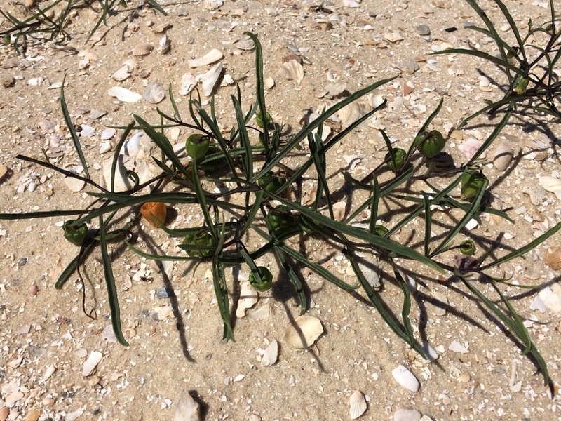 Coastal Groundcherry photo 5