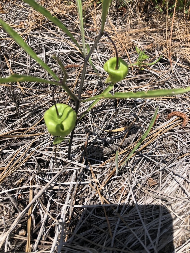 Coastal Groundcherry photo 6