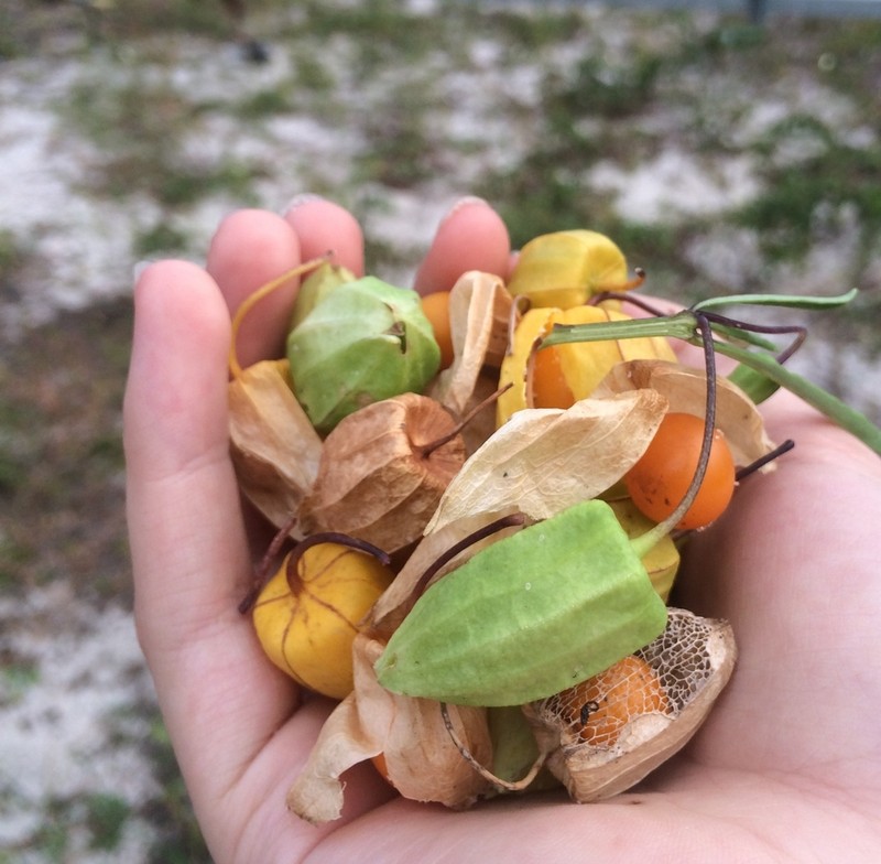 Coastal Groundcherry photo 7