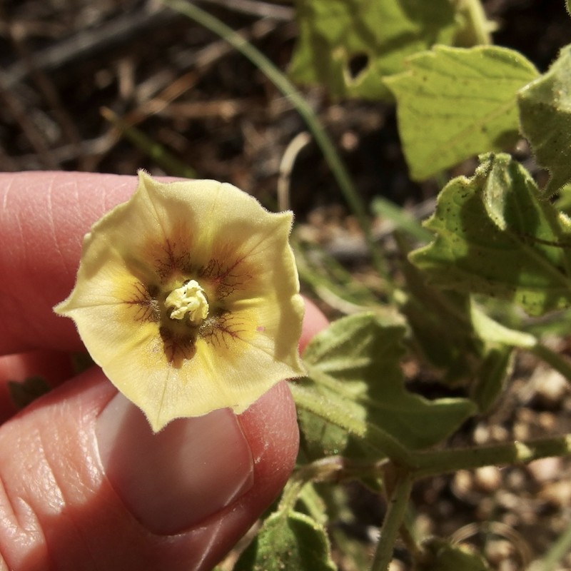 Physalis angustiphysa