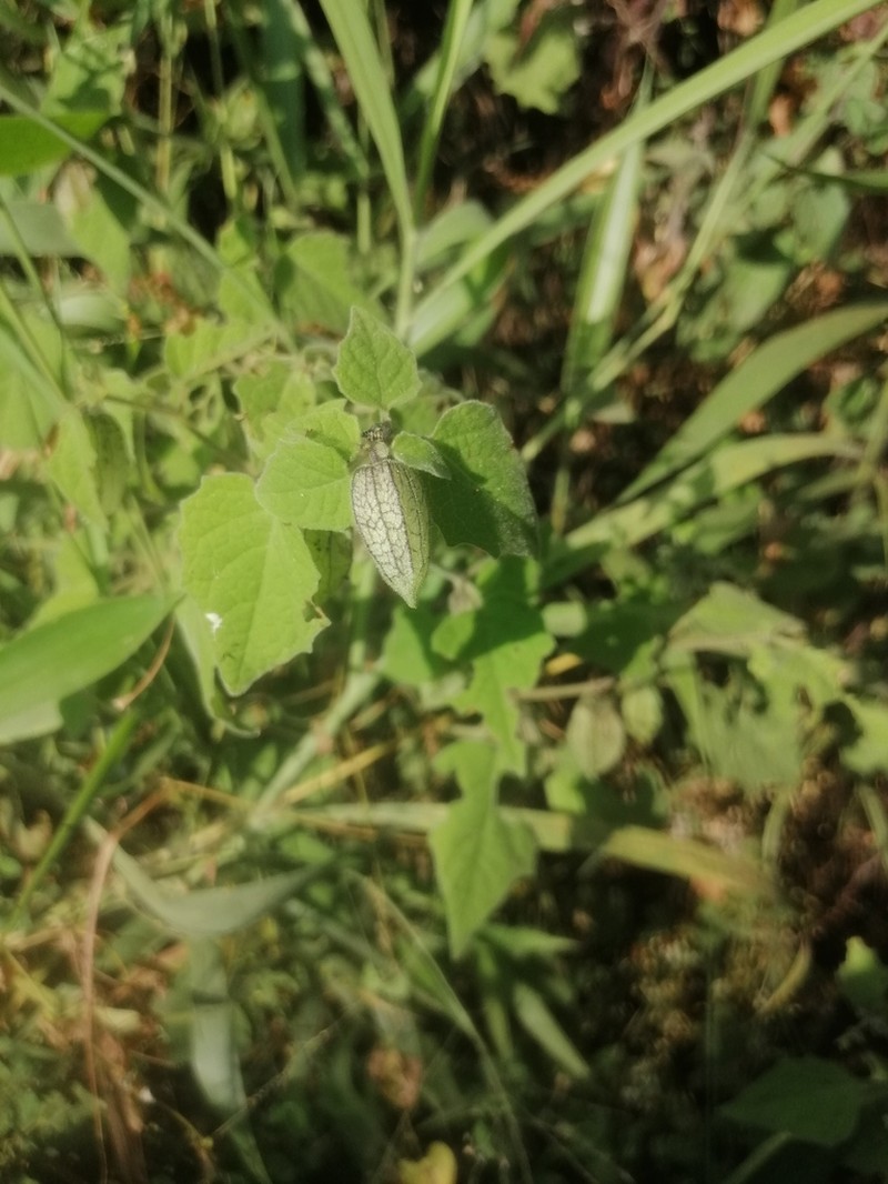 Physalis angustiphysa photo 2