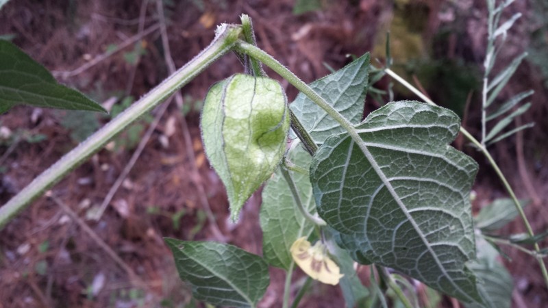 Physalis angustiphysa photo 3