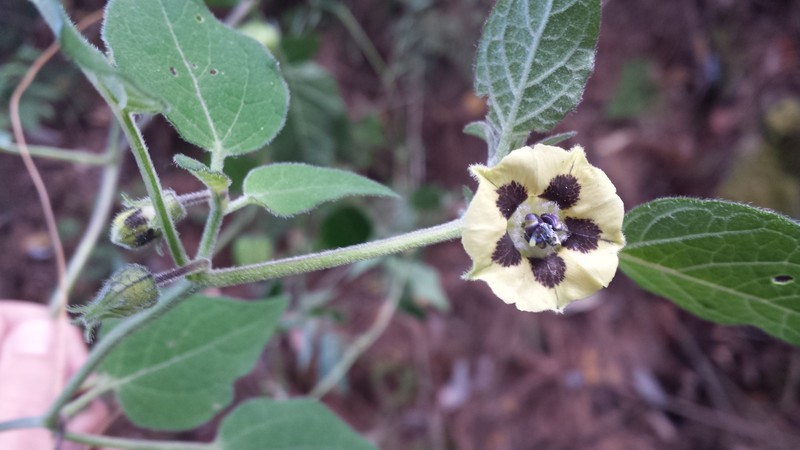 Physalis angustiphysa photo 8