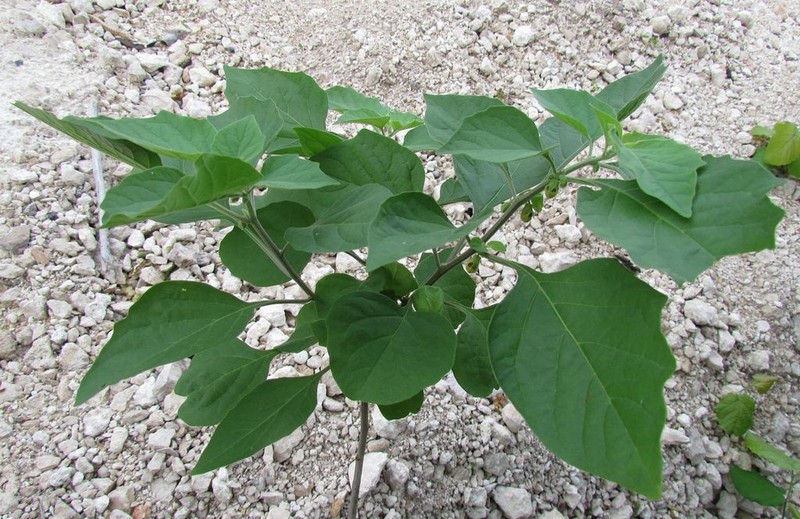 Physalis arborescens