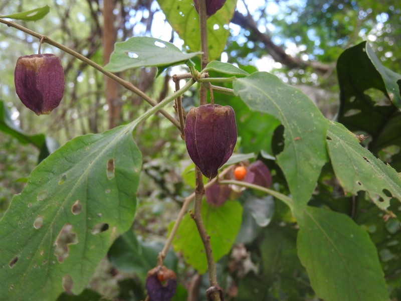 Physalis arborescens photo 2