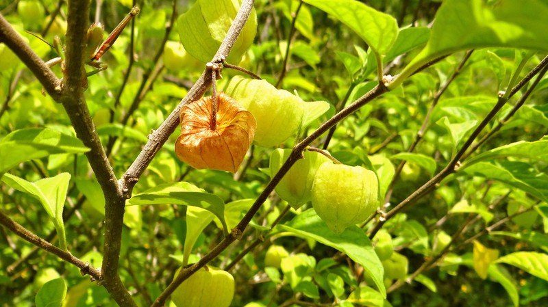 Physalis arborescens photo 5
