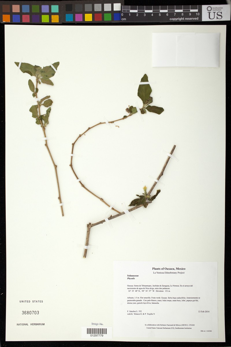 Physalis arborescens photo 6