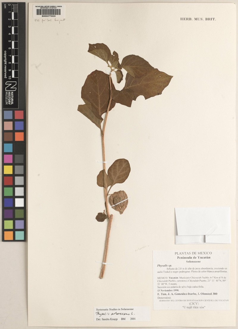 Physalis arborescens photo 7