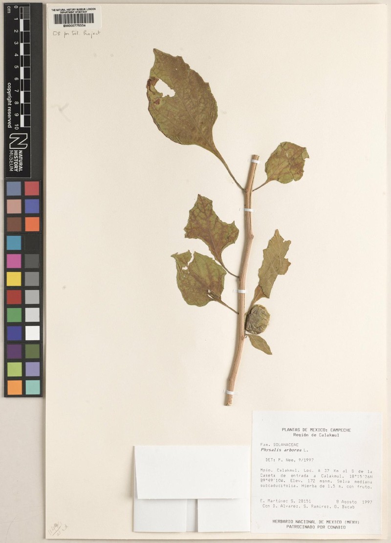 Physalis arborescens photo 8
