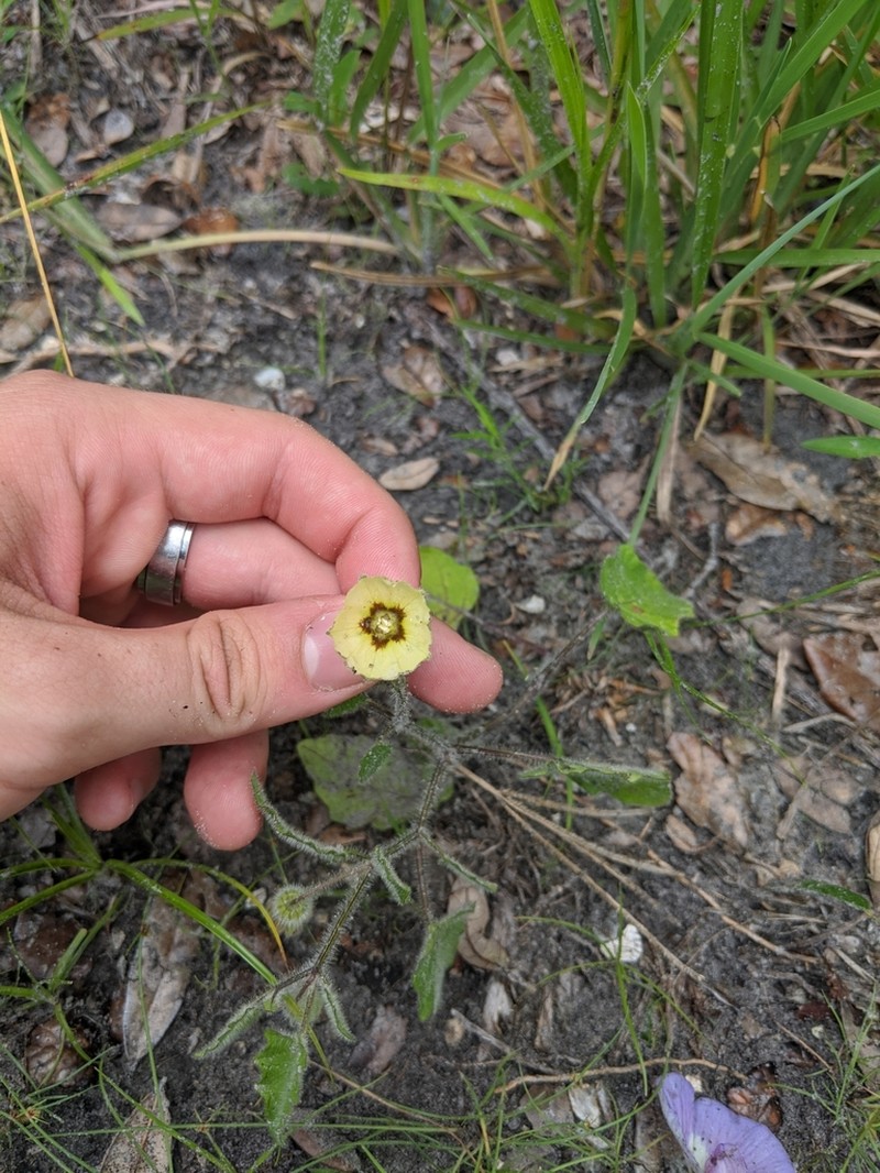 Cypresshead Groundcherry