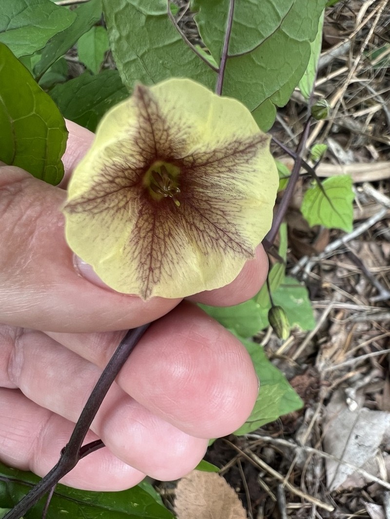 Cypresshead Groundcherry photo 2