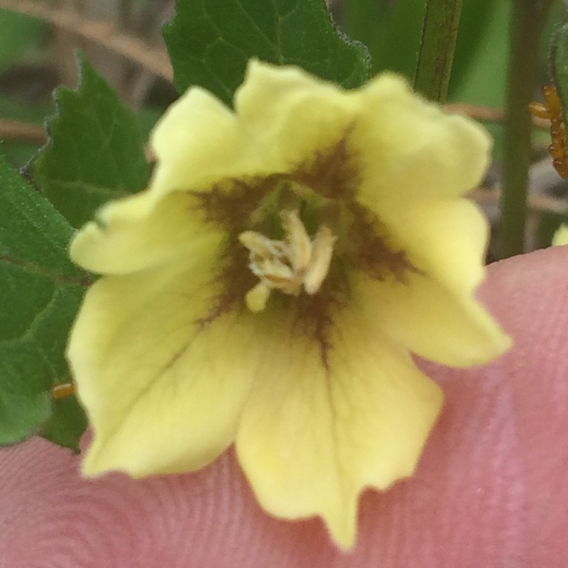 Cypresshead Groundcherry photo 4