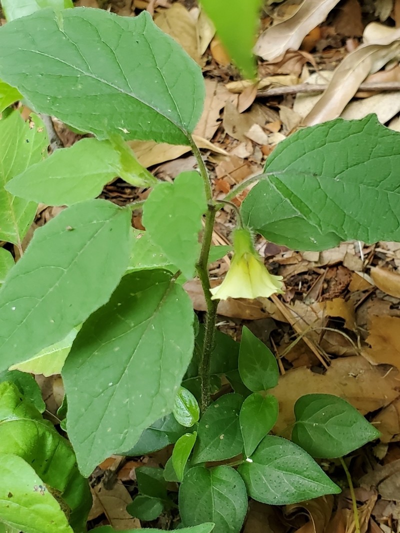 Cypresshead Groundcherry photo 5