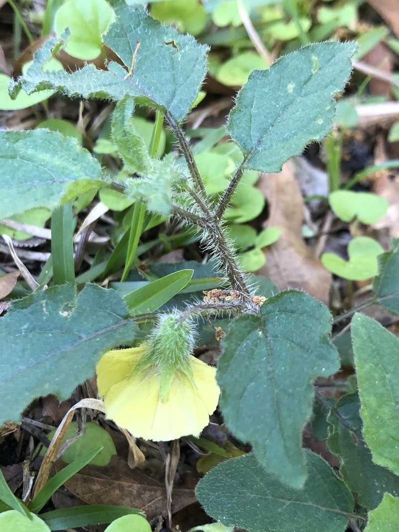Cypresshead Groundcherry photo 6