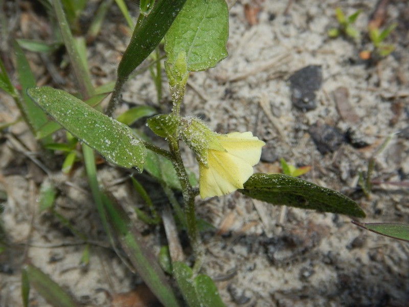 Cypresshead Groundcherry photo 7