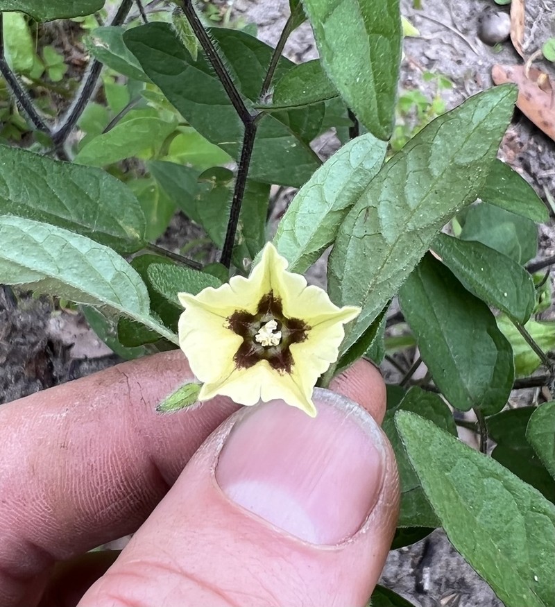 Cypresshead Groundcherry photo 8