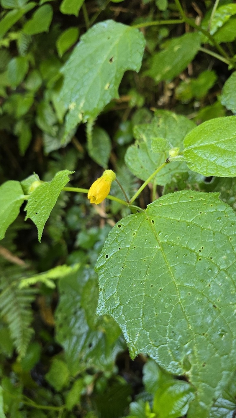 Physalis campanula