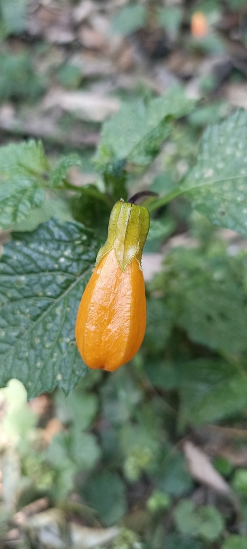 Physalis campanula photo 2