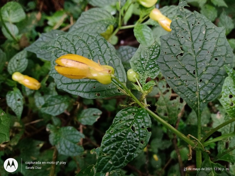 Physalis campanula photo 4