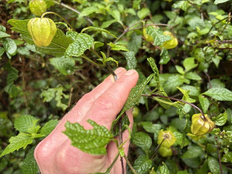 Physalis campanula photo 5