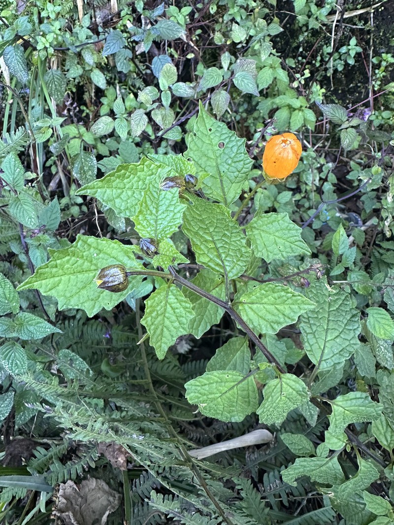 Physalis campanula photo 6