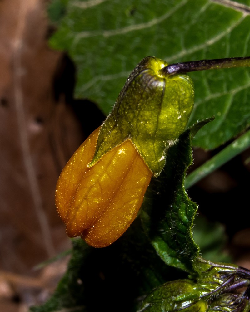 Physalis campanula photo 7