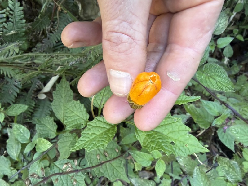 Physalis campanula photo 8
