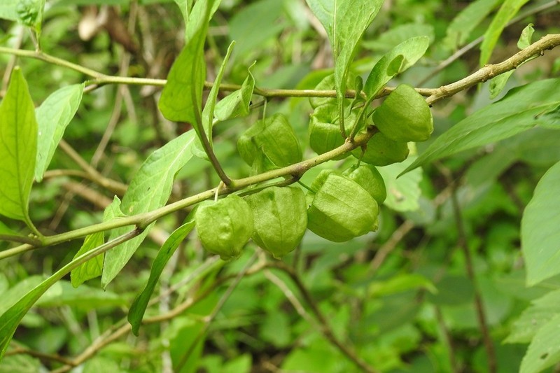 Physalis campechiana