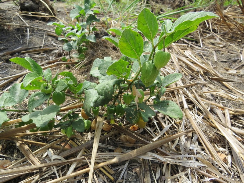 Physalis campechiana photo 2