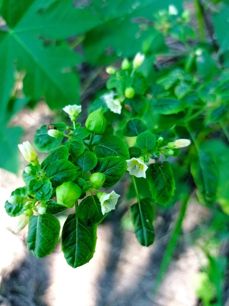 Physalis campechiana photo 3