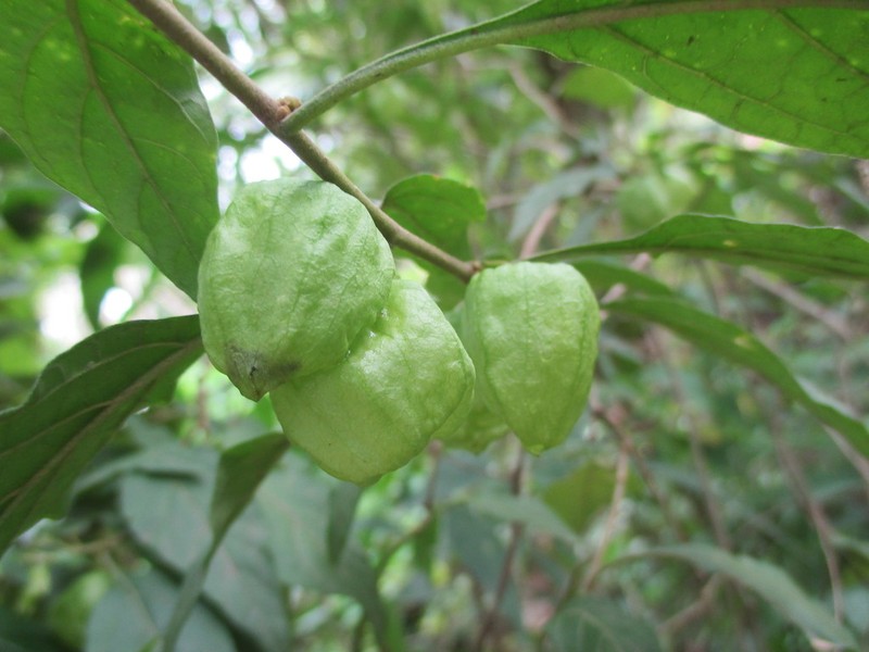Physalis campechiana photo 4