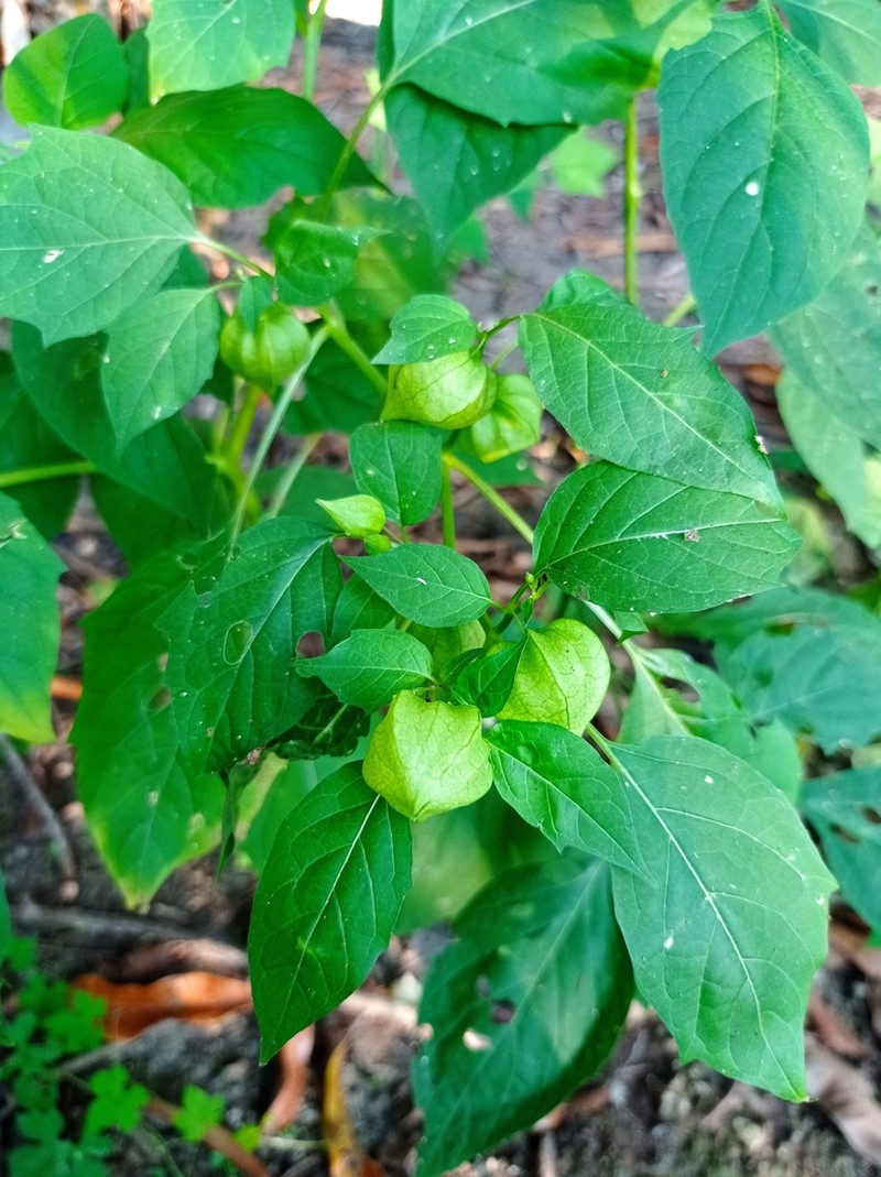 Physalis campechiana photo 6