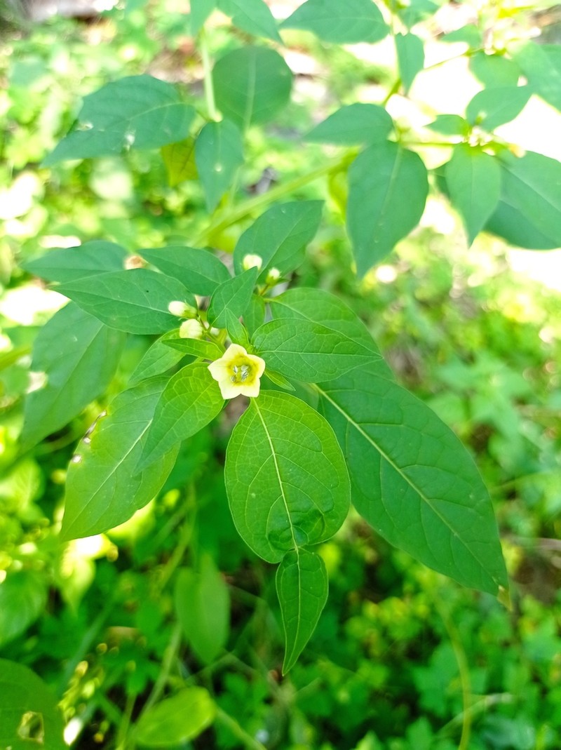 Physalis campechiana photo 7