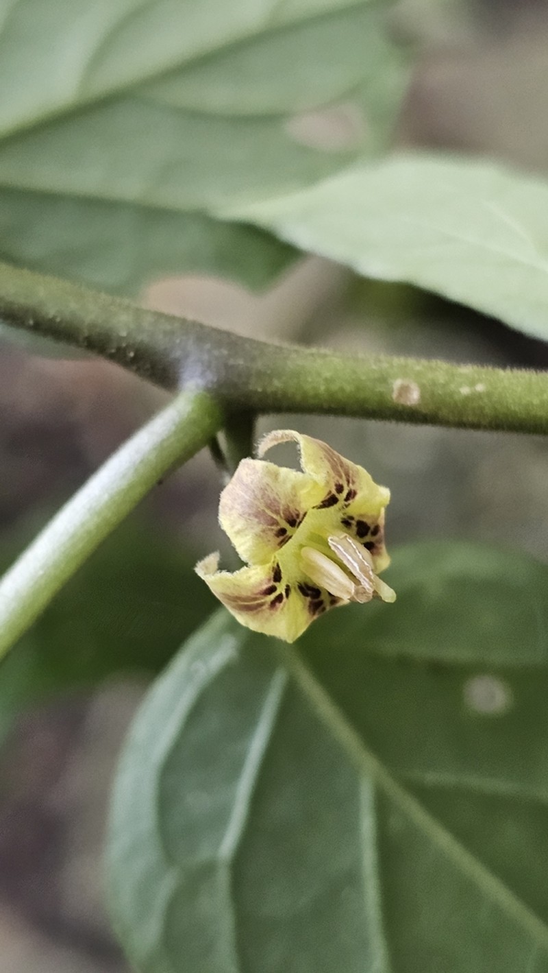 Physalis campechiana photo 8